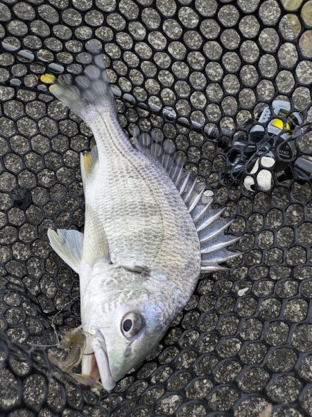 春爆継続広島チニング！