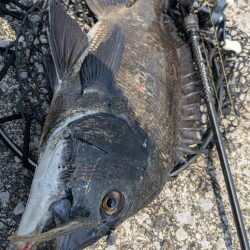 今日も広島チニング!クロソイ有りWヒット有り