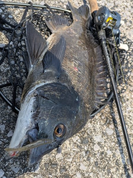 今日も広島チニング!クロソイ有りWヒット有り