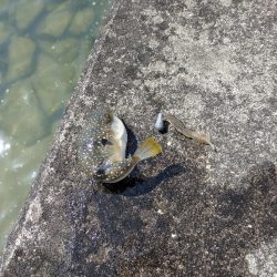 夜勤明けチニング