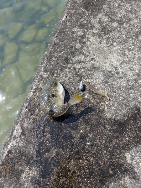 夜勤明けチニング