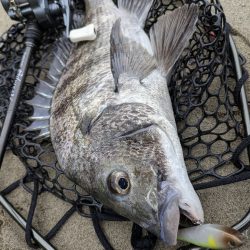 広島チニング〜トップ、敷石、年無し〜