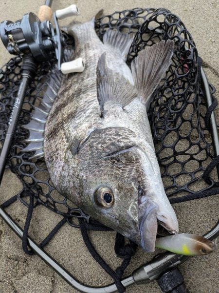 広島チニング〜トップ、敷石、年無し〜