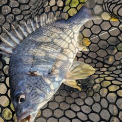 黒瀬川でチニング