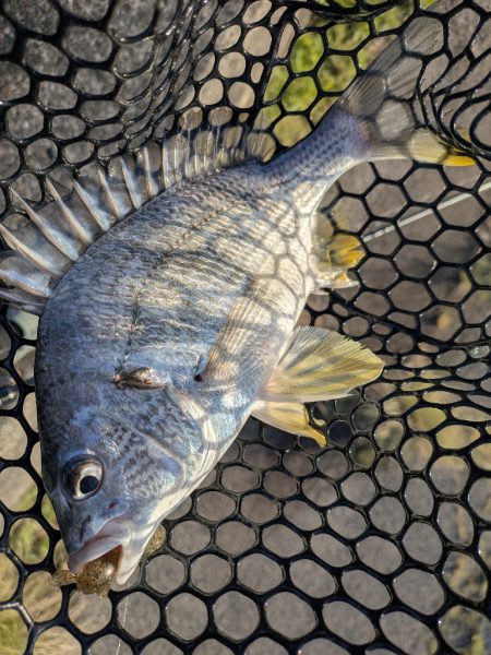 黒瀬川でチニング