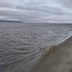 ヒラセイゴ釣れました!