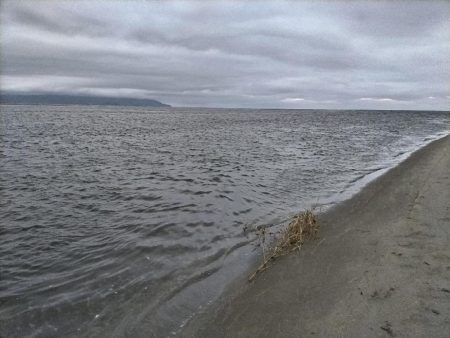 ヒラセイゴ釣れました!