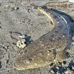 マゴチが釣れました!