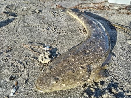 マゴチが釣れました!