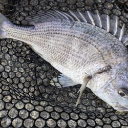 広島チニング春爆!