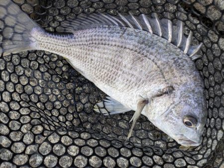 広島チニング春爆!