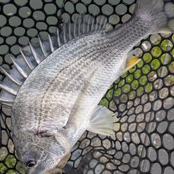 雨中ドSチニング！