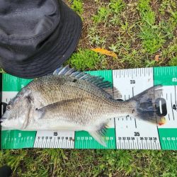 サイトチニング