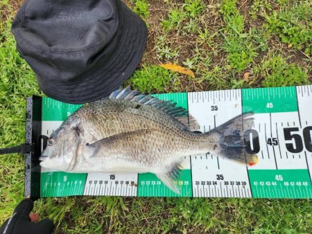 サイトチニング