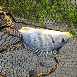 チニング1時間勝負