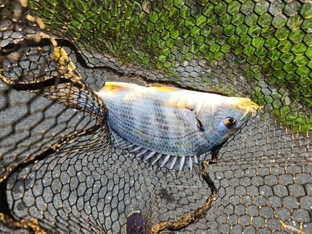 チニング1時間勝負