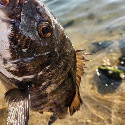 しごおわチニング