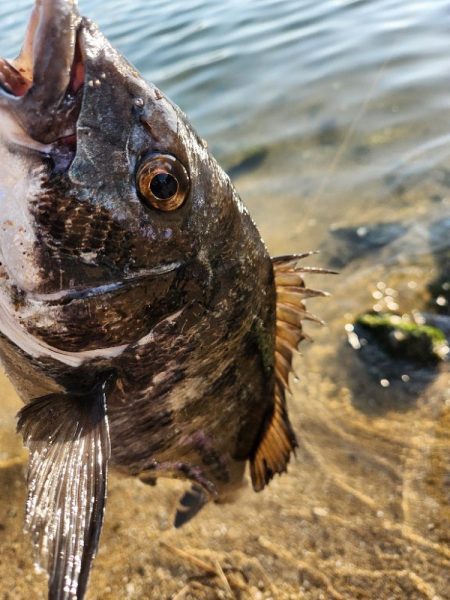 しごおわチニング