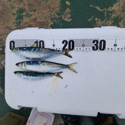 イワシと小アジが釣りたくて