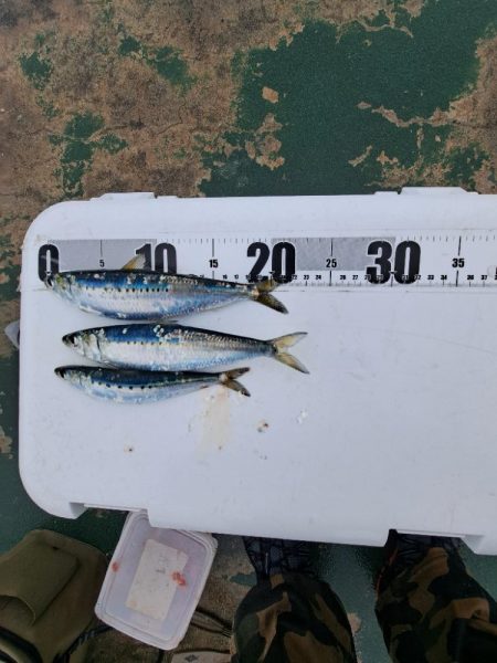 イワシと小アジが釣りたくて