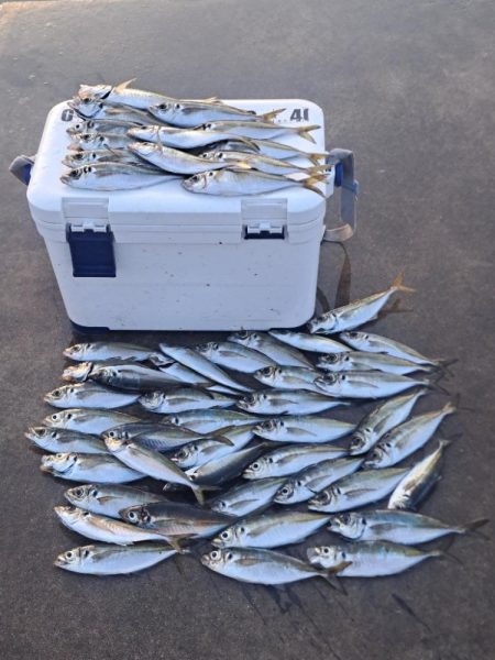 勢い良く沈み続ける電気ウキ