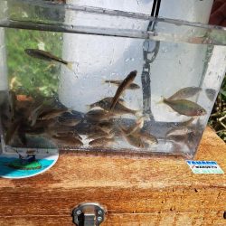 春のたなご釣り