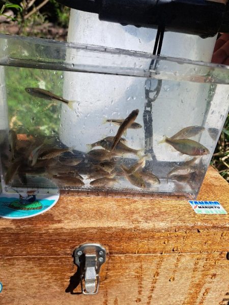 春のたなご釣り