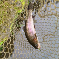 エリアトラウト