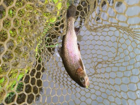 エリアトラウト