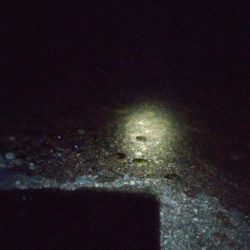 シーバス、ホタルイカ(おと)