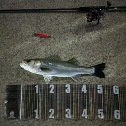 シーズン到来！？