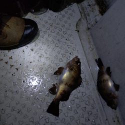 暴風メバルサビキ