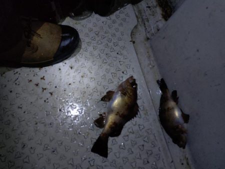 暴風メバルサビキ