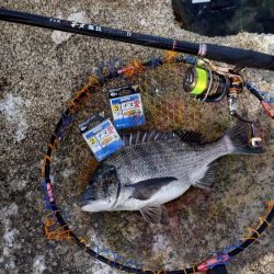 春到来！芸予諸島のチヌ釣り