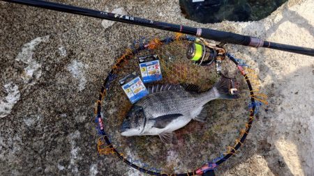 春到来！芸予諸島のチヌ釣り