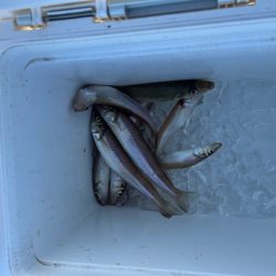 やっと糸島にもキスが近付いてきました