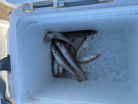 やっと糸島にもキスが近付いてきました