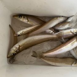 まだキスの接岸には早かったようです