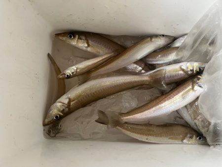 まだキスの接岸には早かったようです