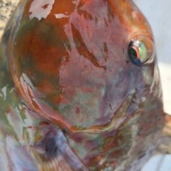 和歌山市江(吉丸渡船)で磯釣り