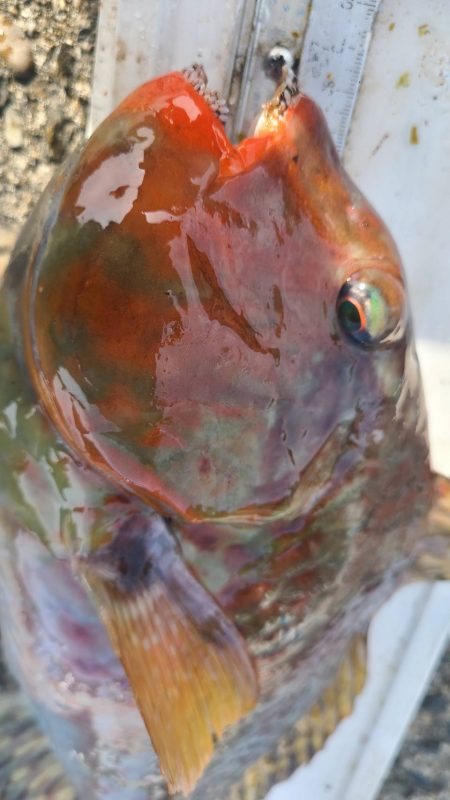 和歌山市江(吉丸渡船)で磯釣り