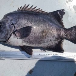 和歌山大引の磯でフカセ釣り