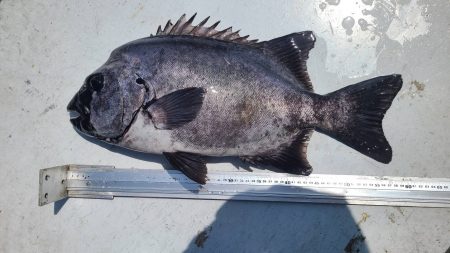 和歌山大引の磯でフカセ釣り