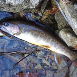 雪の残る渓流でルアーフィッシング ～長良川…