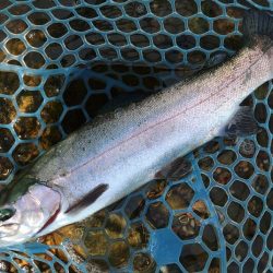 フィッシングパーク髙島の泉で数釣り