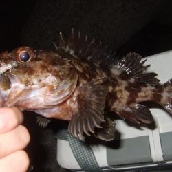 新しいリールで