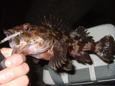 新しいリールで