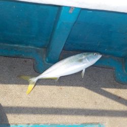 初ハマチキャスティング