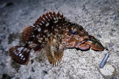 ロックフィッシュ釣行