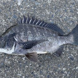 イチノ兄弟、釣果！